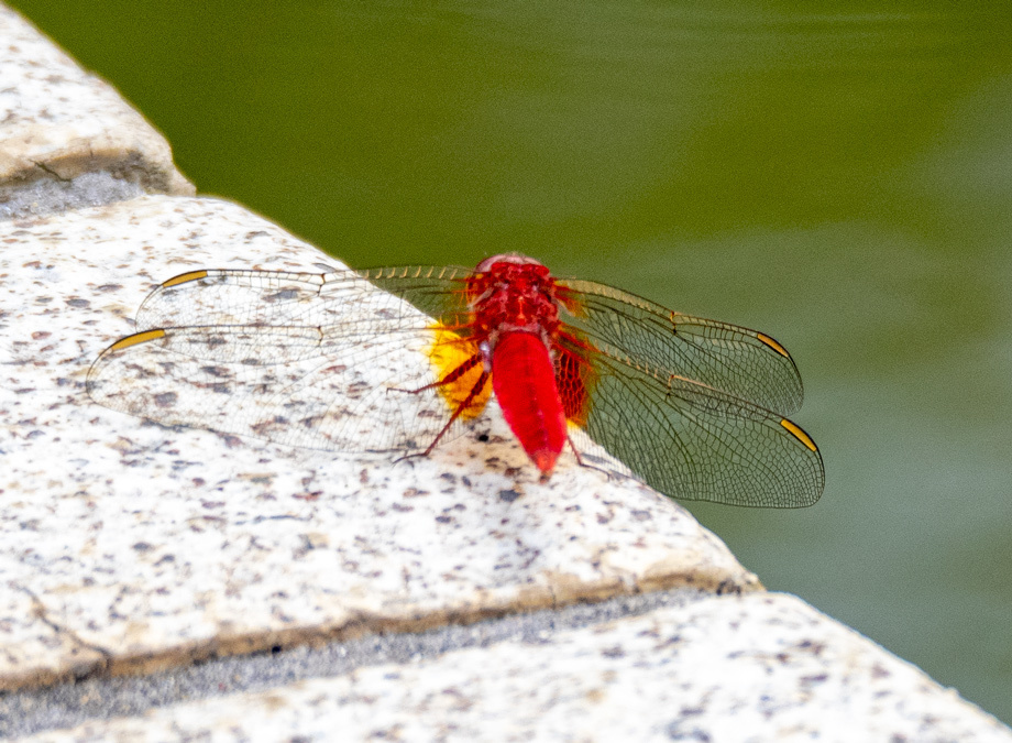 タイリクショウジョウトンボ Crocothemis servilia servilia 下総の野鳥