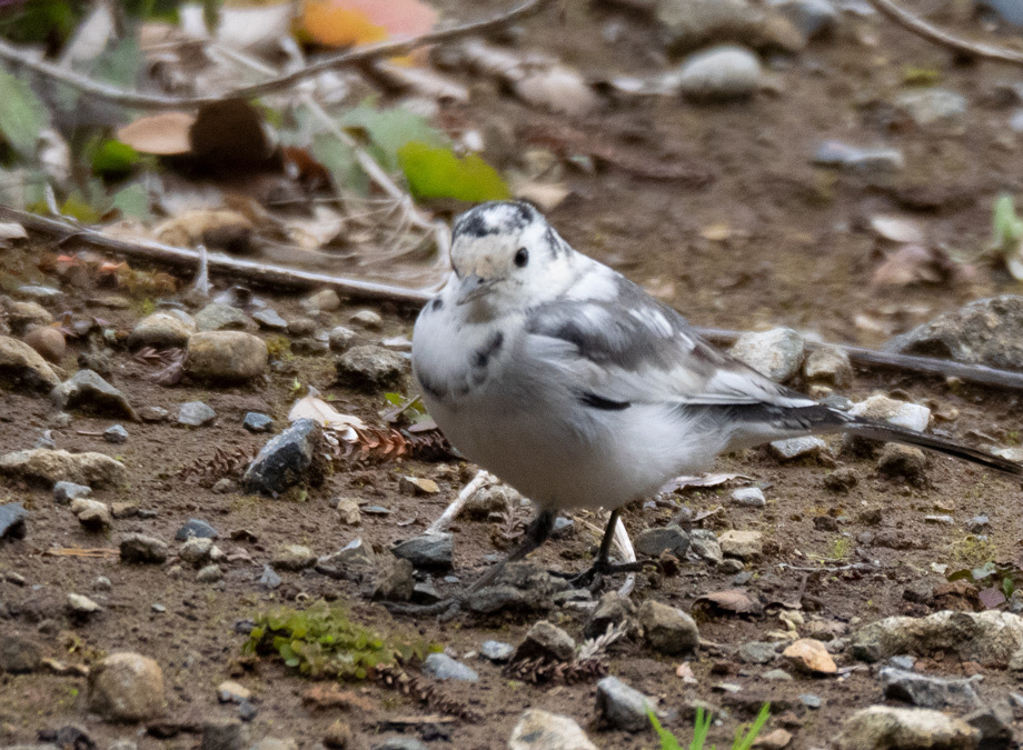 部分白化のハクセキレイ Pied Wagtail 2: 下総の野鳥