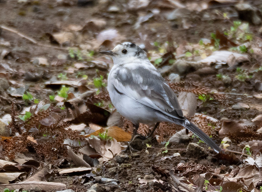 部分白化のハクセキレイ Pied Wagtail 2: 下総の野鳥