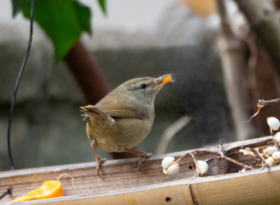 ウグイスと竹の餌台 Japanese Bush Warbler 12 下総の野鳥